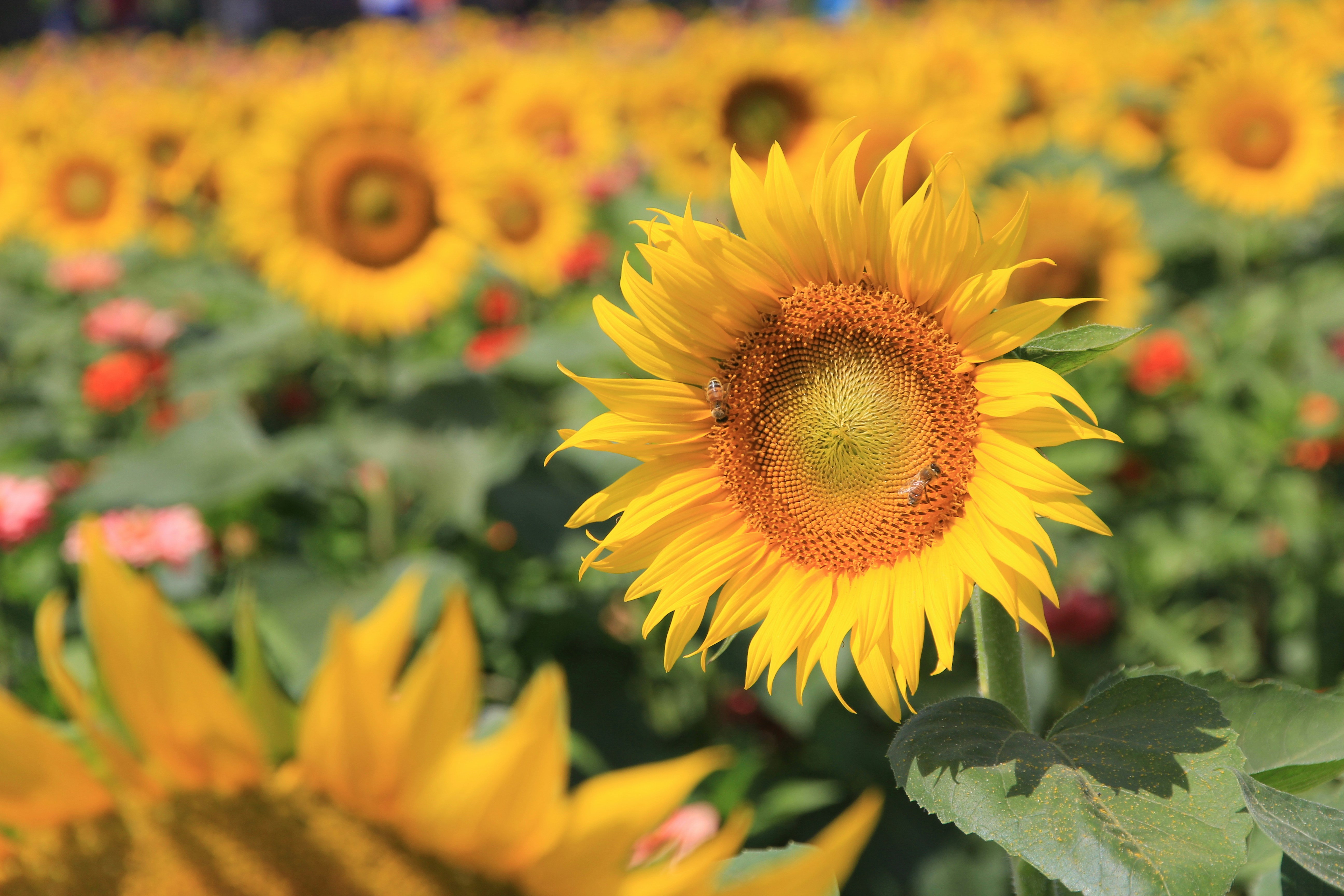 closeup photo of sunflower