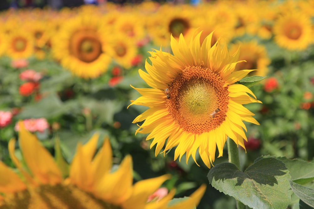 closeup photo of sunflower