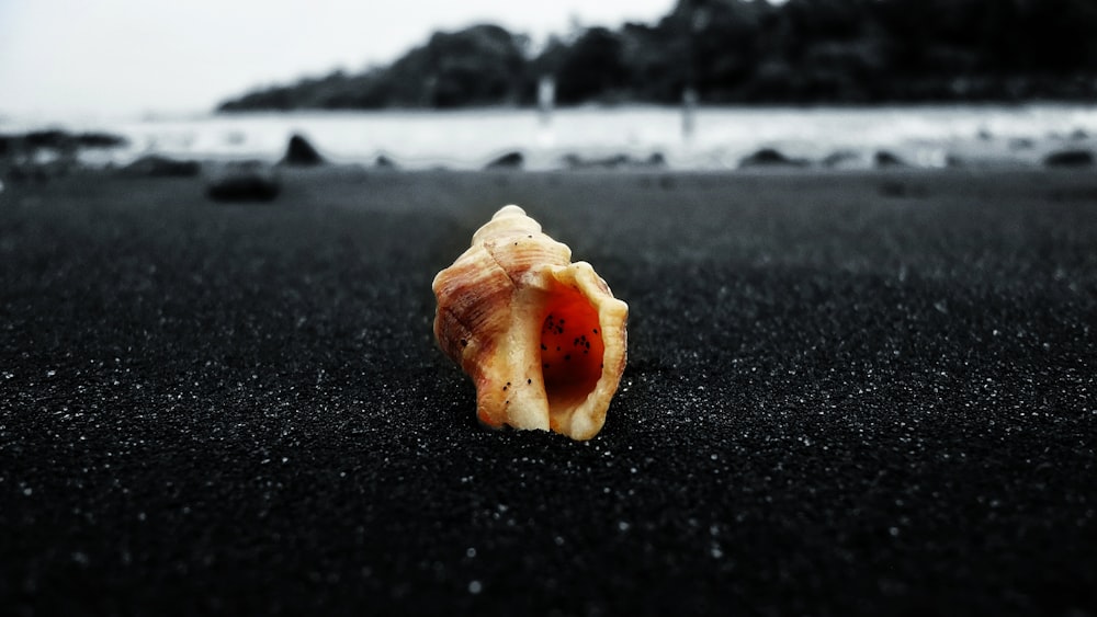 coquille de conque brune sur le sable gris photo en gros plan