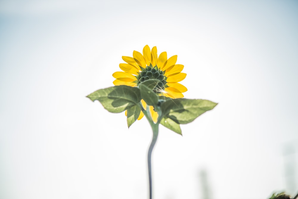 Photographie sélective de la fleur aux pétales jaunes