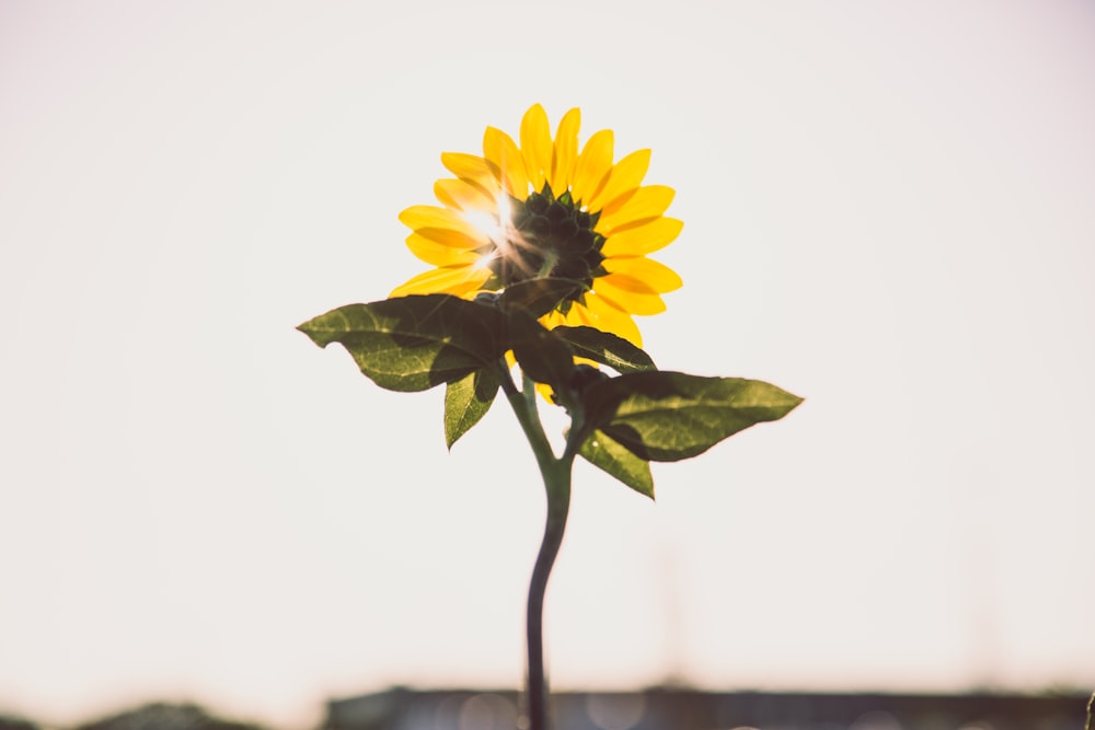 photo of sunflower during daytime