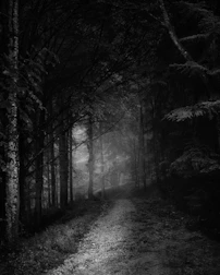 grayscale photo of trees and pathway