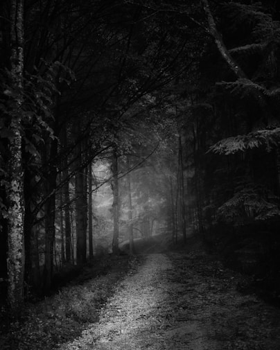 grayscale photo of trees and pathway