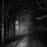 grayscale photo of trees and pathway