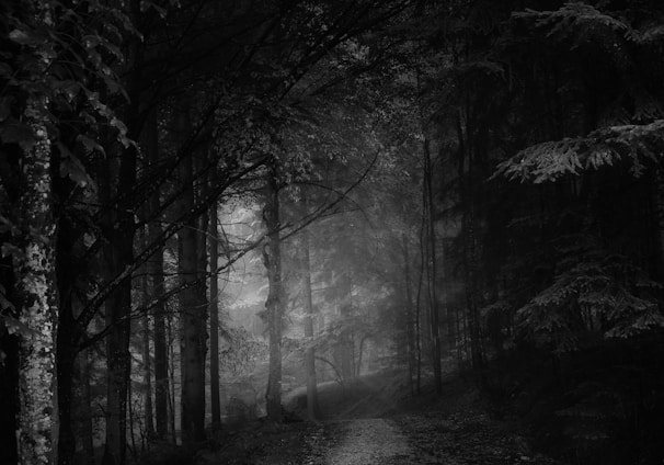 grayscale photo of trees and pathway
