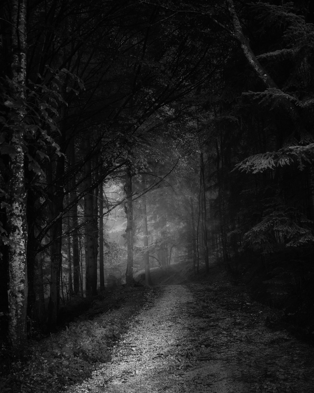 foto in scala di grigi di alberi e sentiero