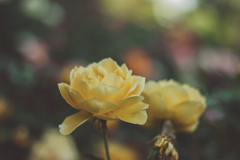 Dos flores amarillas en la fotografía macro