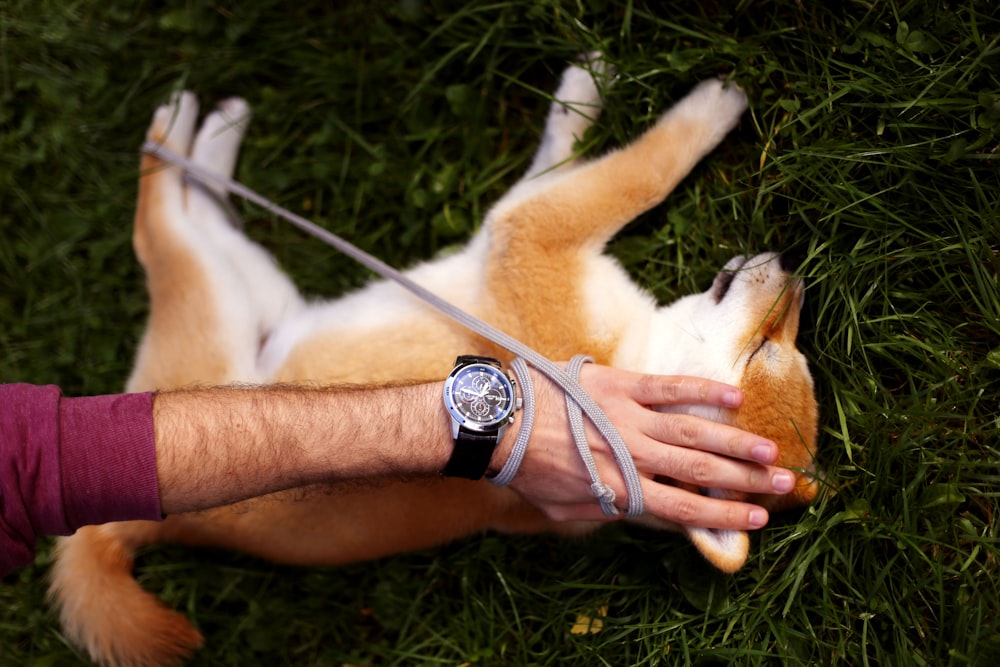 chiot brun et blanc à poil court