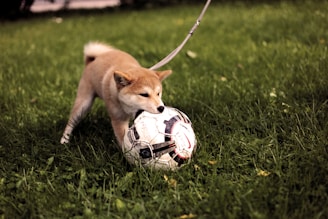 short-coated tan dog playing soccer ball on green grass field during daytime