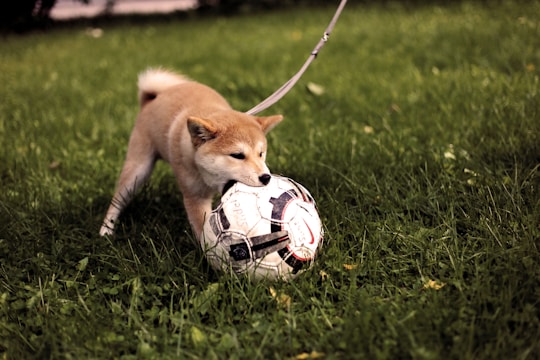 short-coated tan dog playing soccer ball on green grass field during daytime