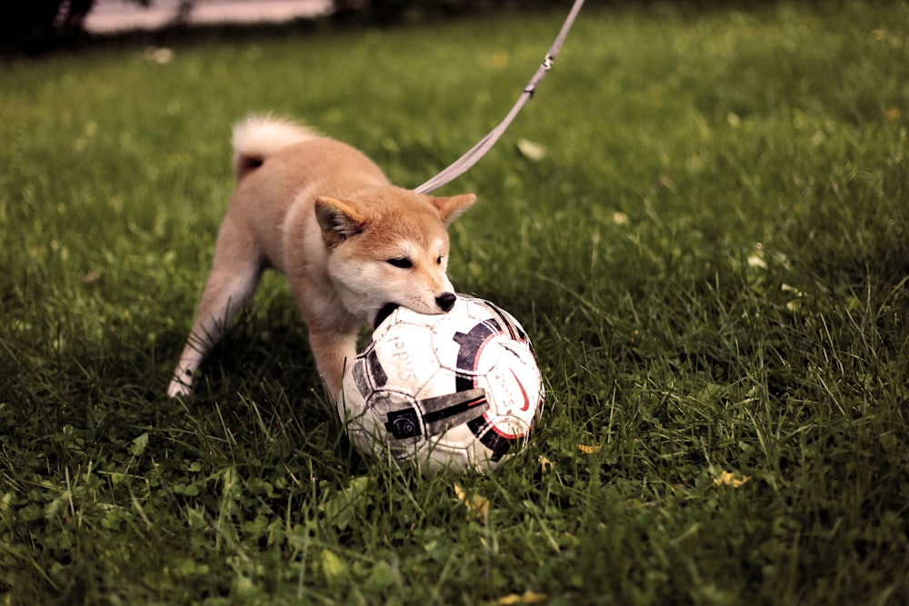 昼間、緑の芝生のグラウンドでサッカーボールをする短毛の黄褐色の犬