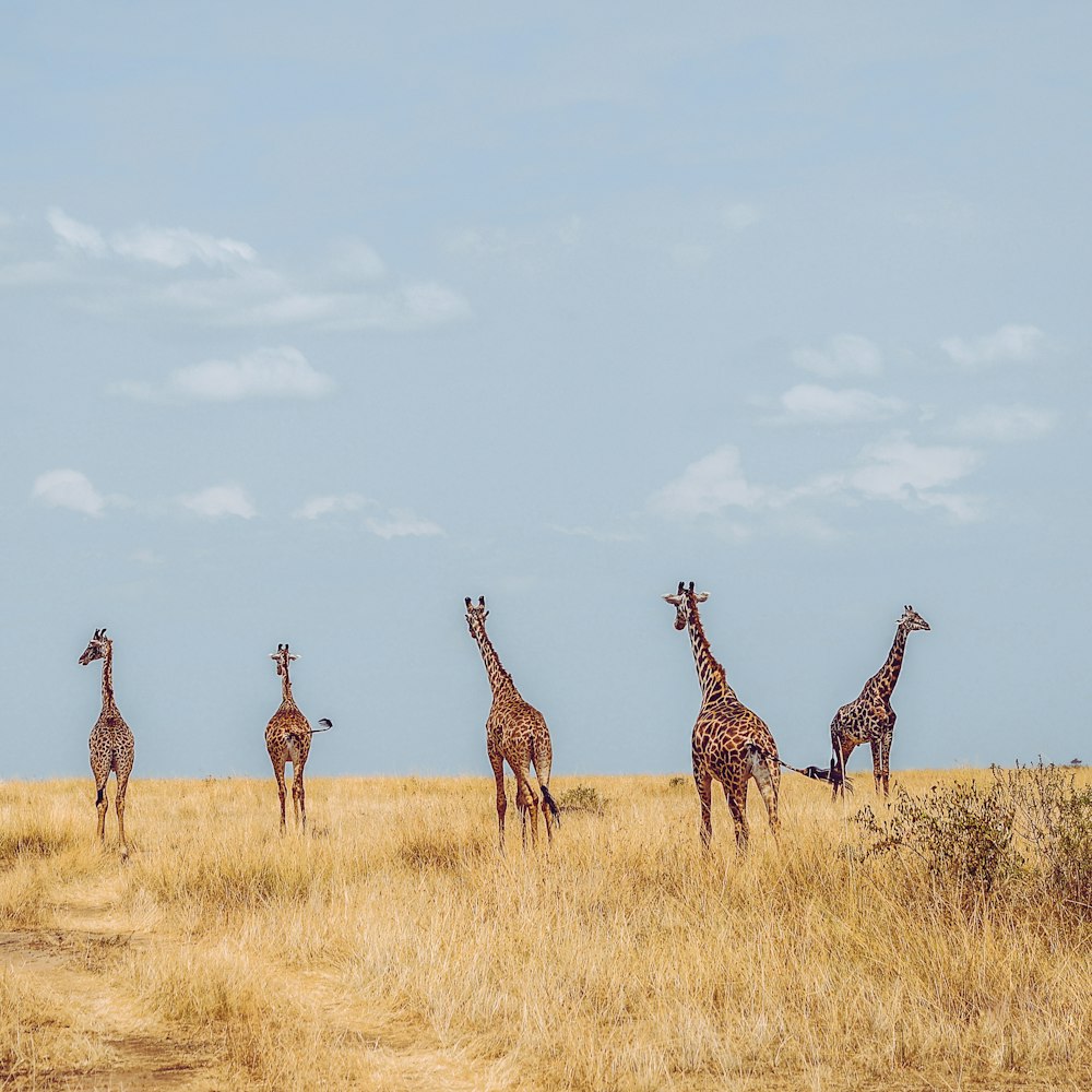 five giraffes on grass field during daytime