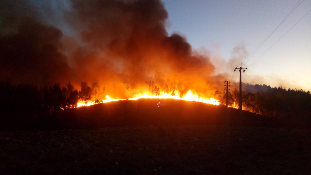 foto di paesaggio della foresta in fiamme