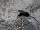 A close-up of a vibratory concrete machine.