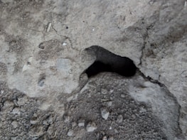 A close-up of a vibratory concrete machine.