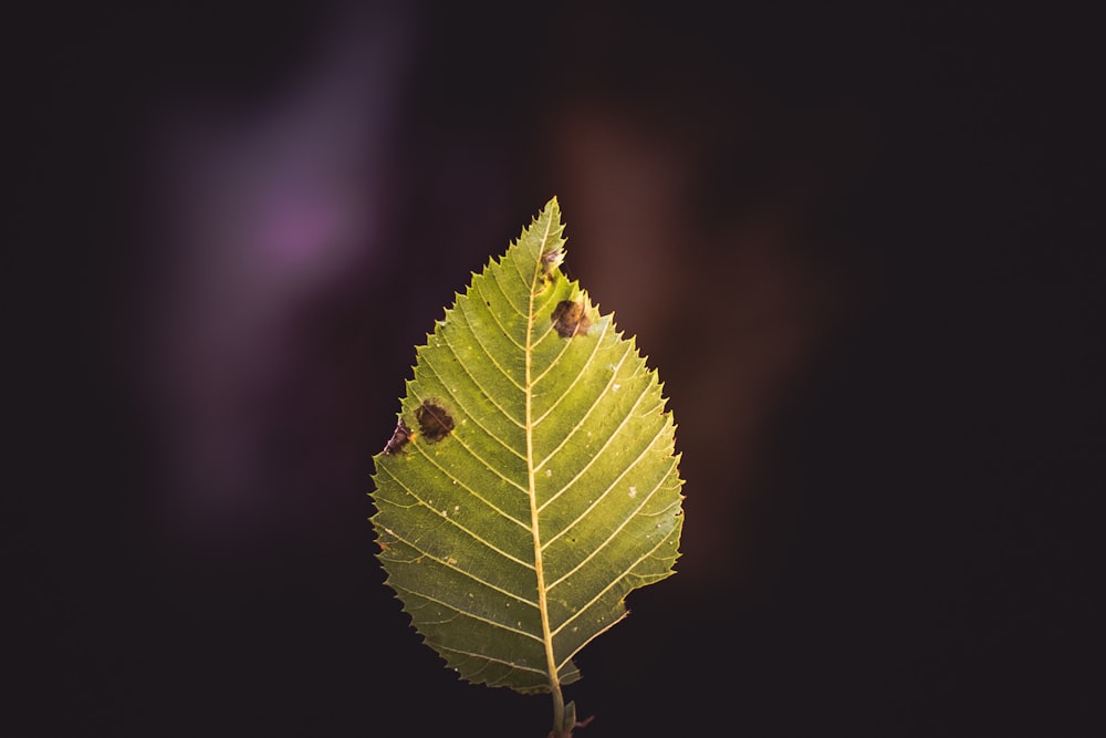 closeup photography of green leaf