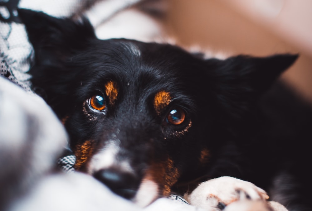 black and brown adult dog