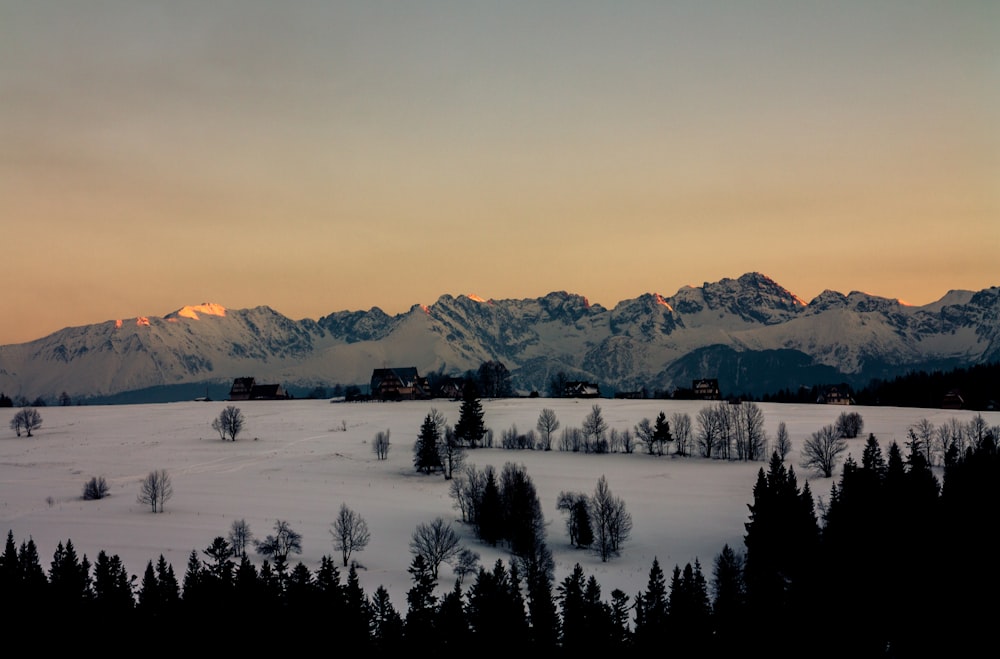 trees and snow covered field landscape phoyo