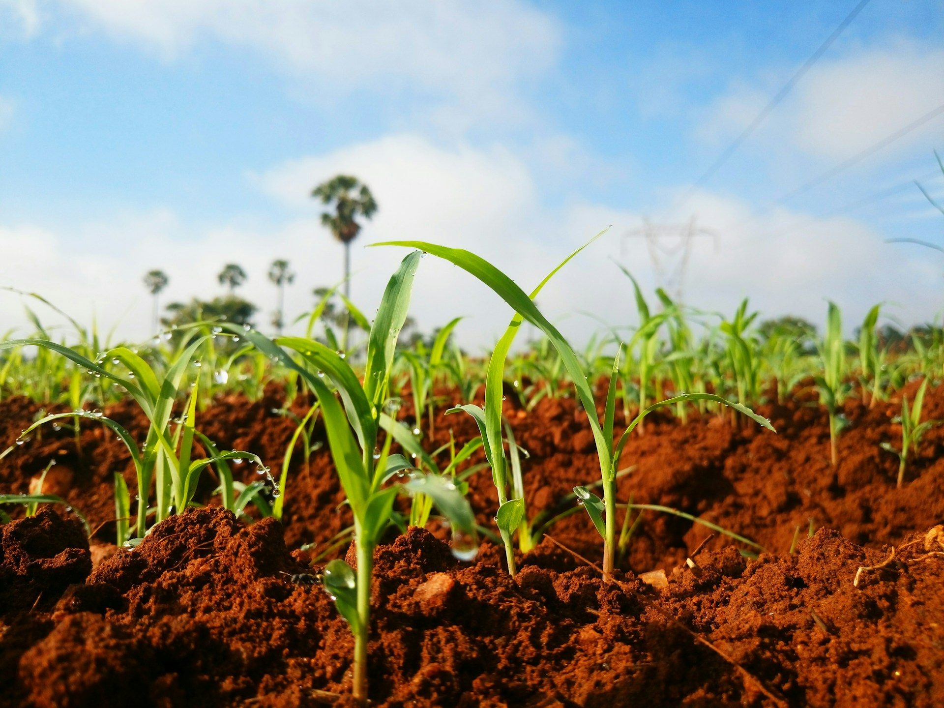 woman wearing yellow long-sleeved dress under white clouds and blue sky during daytime