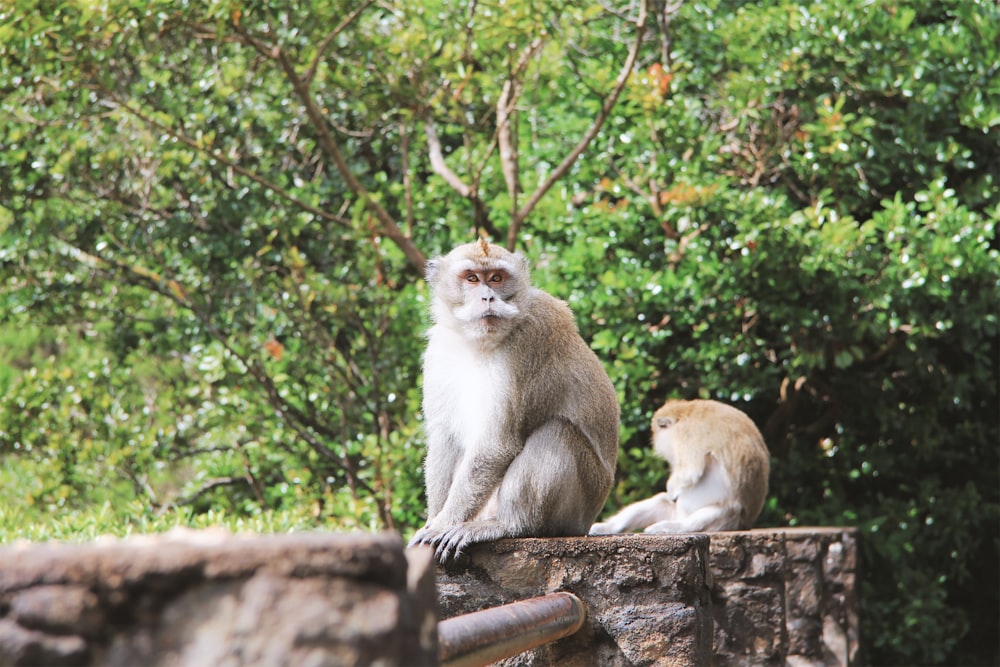 two gray monkeys on concrete fence