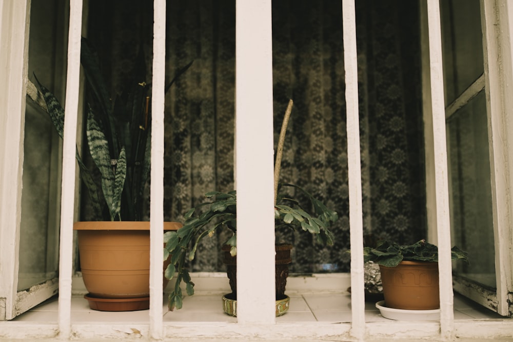 three brown pots with green plants at lit room behind balusters