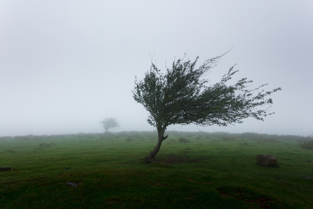 trees with wind photo