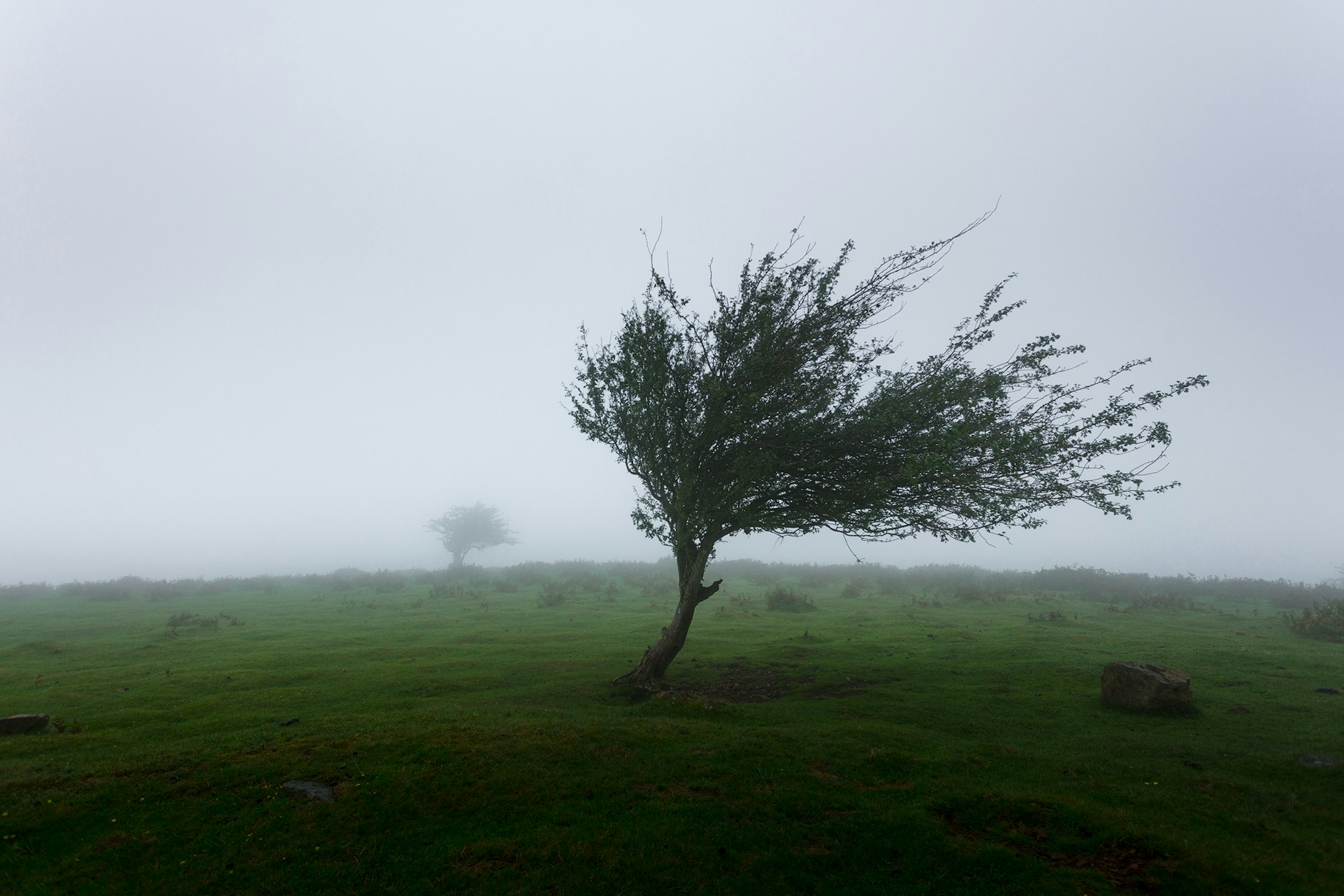 Lonely tree in strong wind