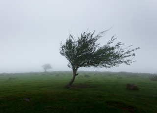 trees with wind photo