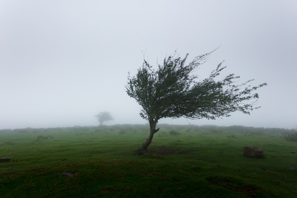 árvores com vento photo