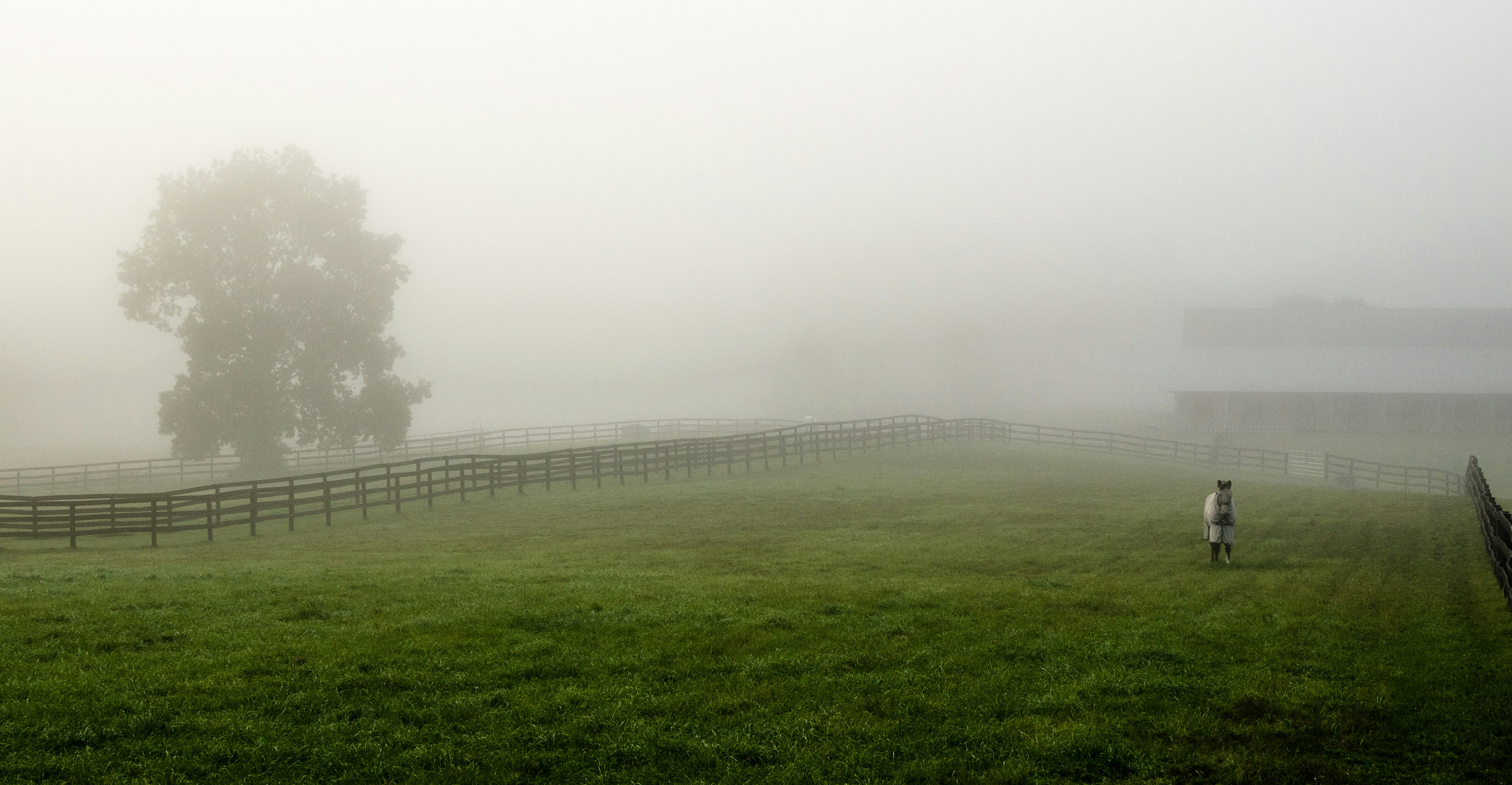 person standing on green grass field