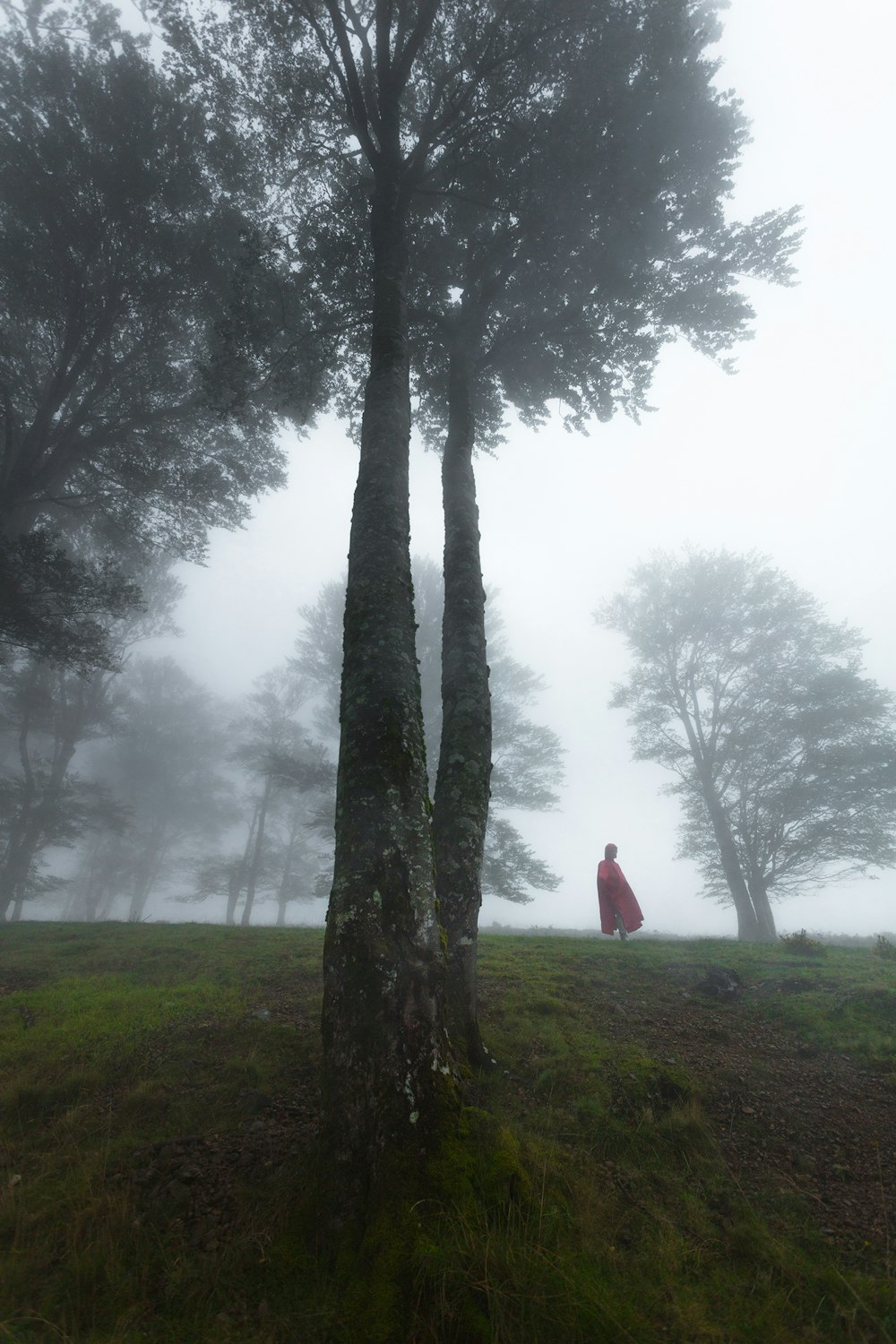 person in red cape standing near field of trees
