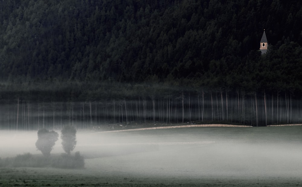 forest with white mist