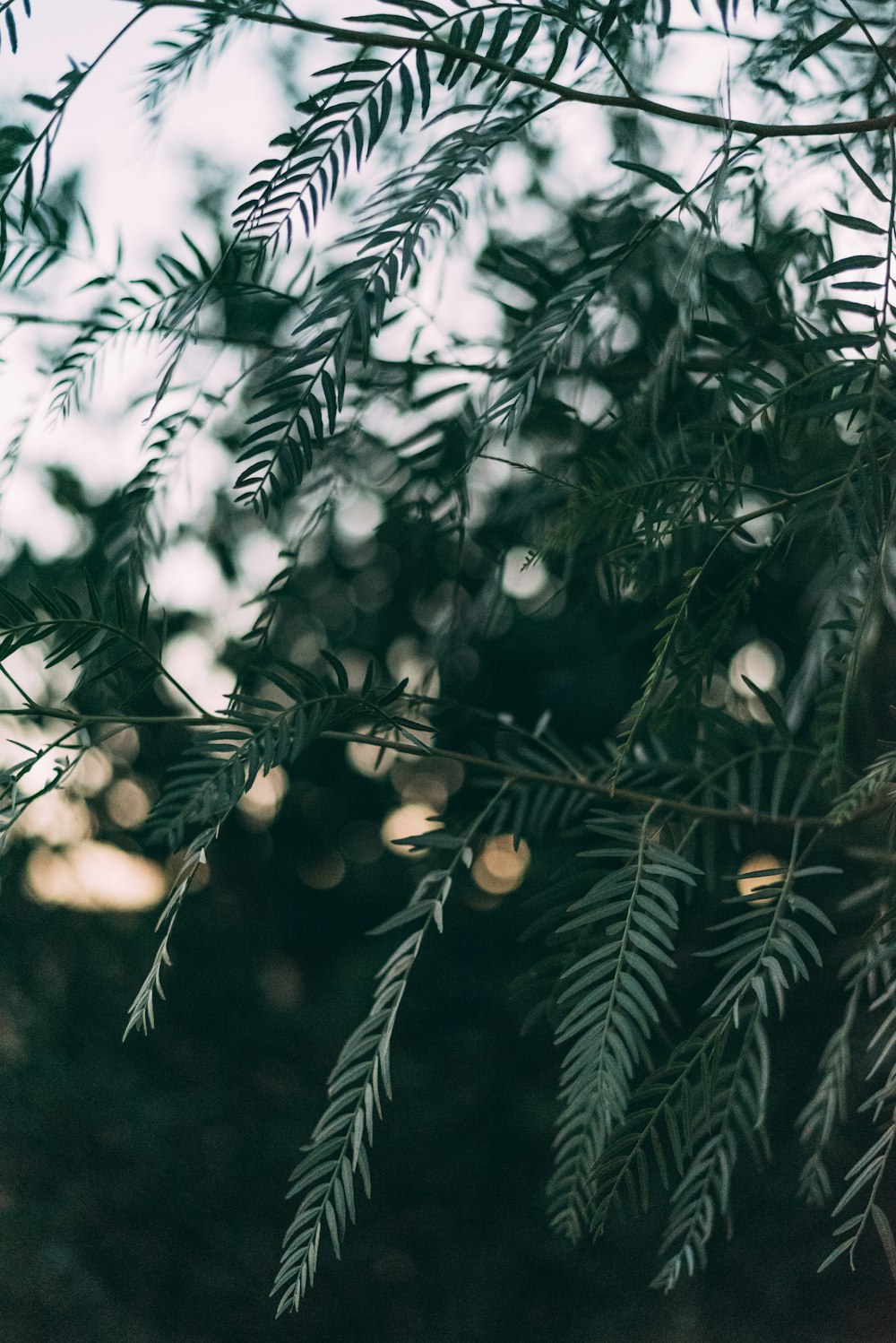 green leafed tree