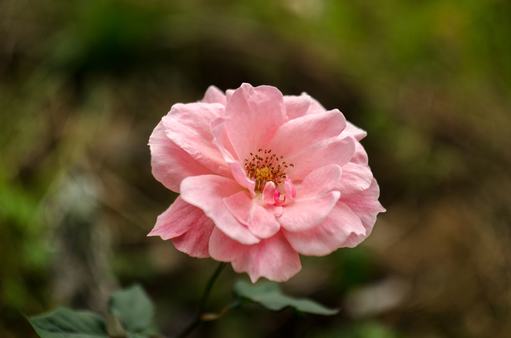 pink petaled flower