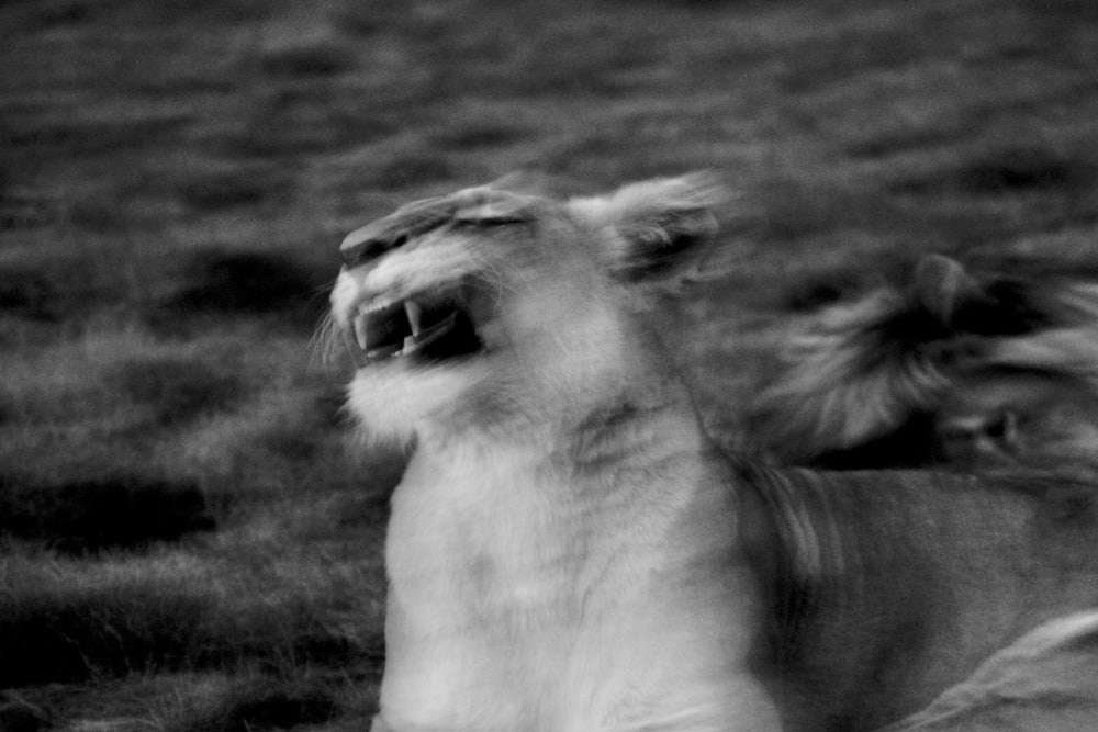 greyscale photography of roaring lioness