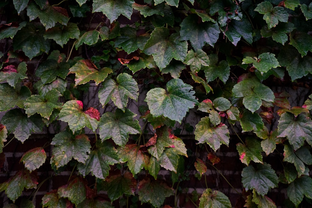 a wall covered in lots of green and red leaves