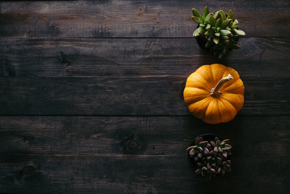 Foto di zucca arancione accanto a piante grasse in vaso