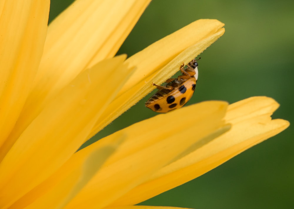 yellow and black bug on yellow petaled flower