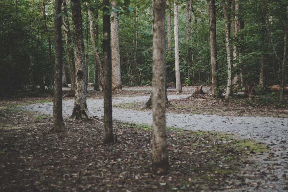 landscape photography of pathway between trees