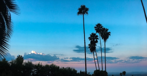A lush Paraná forest with palo rosa and palmitos under a warm magenta sky