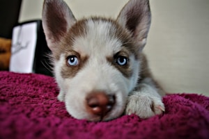 Pomsky Delight