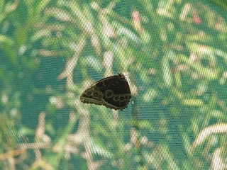 A butterfly rests on a mesh screen with its wings closed, revealing intricate patterns of circles and lines in dark and light shades. The background consists of blurry green foliage, suggesting a garden setting.