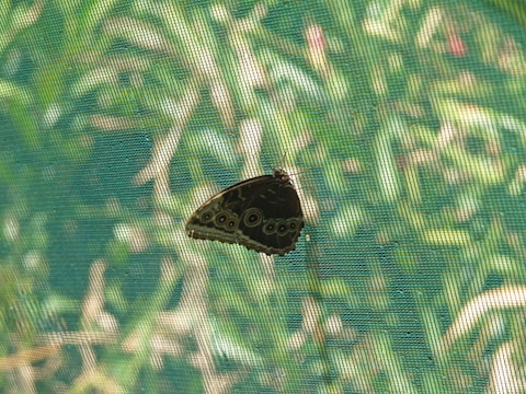 A butterfly rests on a mesh screen with its wings closed, revealing intricate patterns of circles and lines in dark and light shades. The background consists of blurry green foliage, suggesting a garden setting.