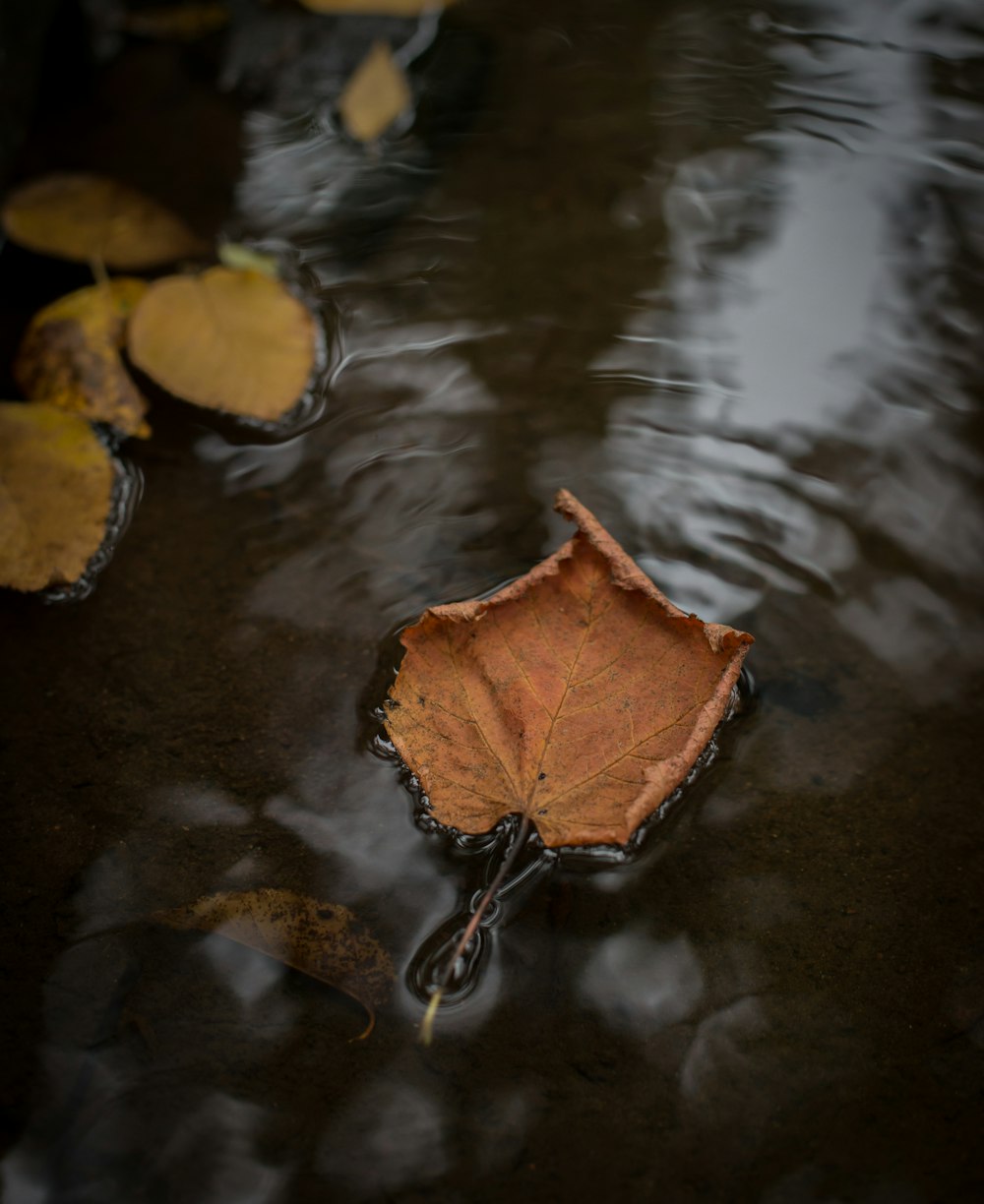 Feuille d’érable brune sur la photographie de l’eau