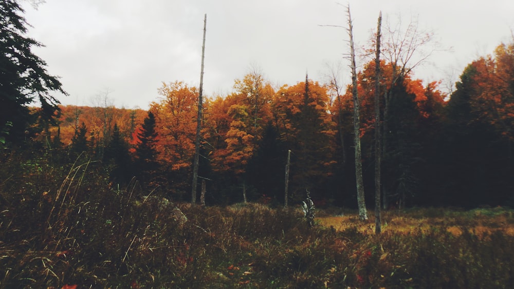 brown trees under cloudy skies