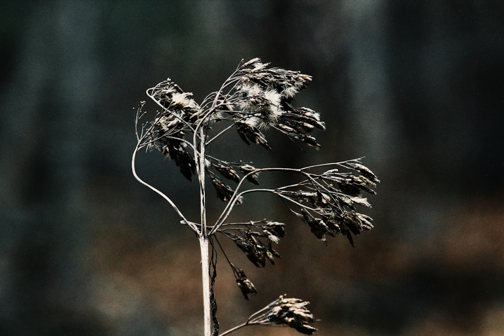 gray leaves with stem