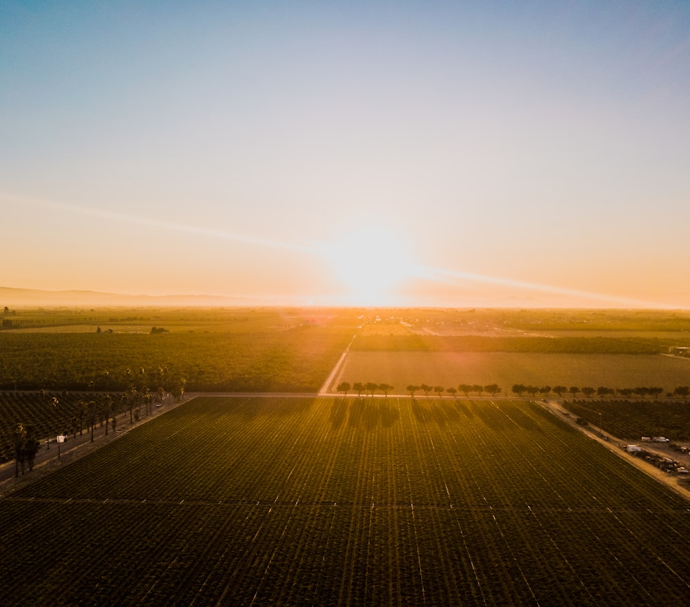 green field under golden sky