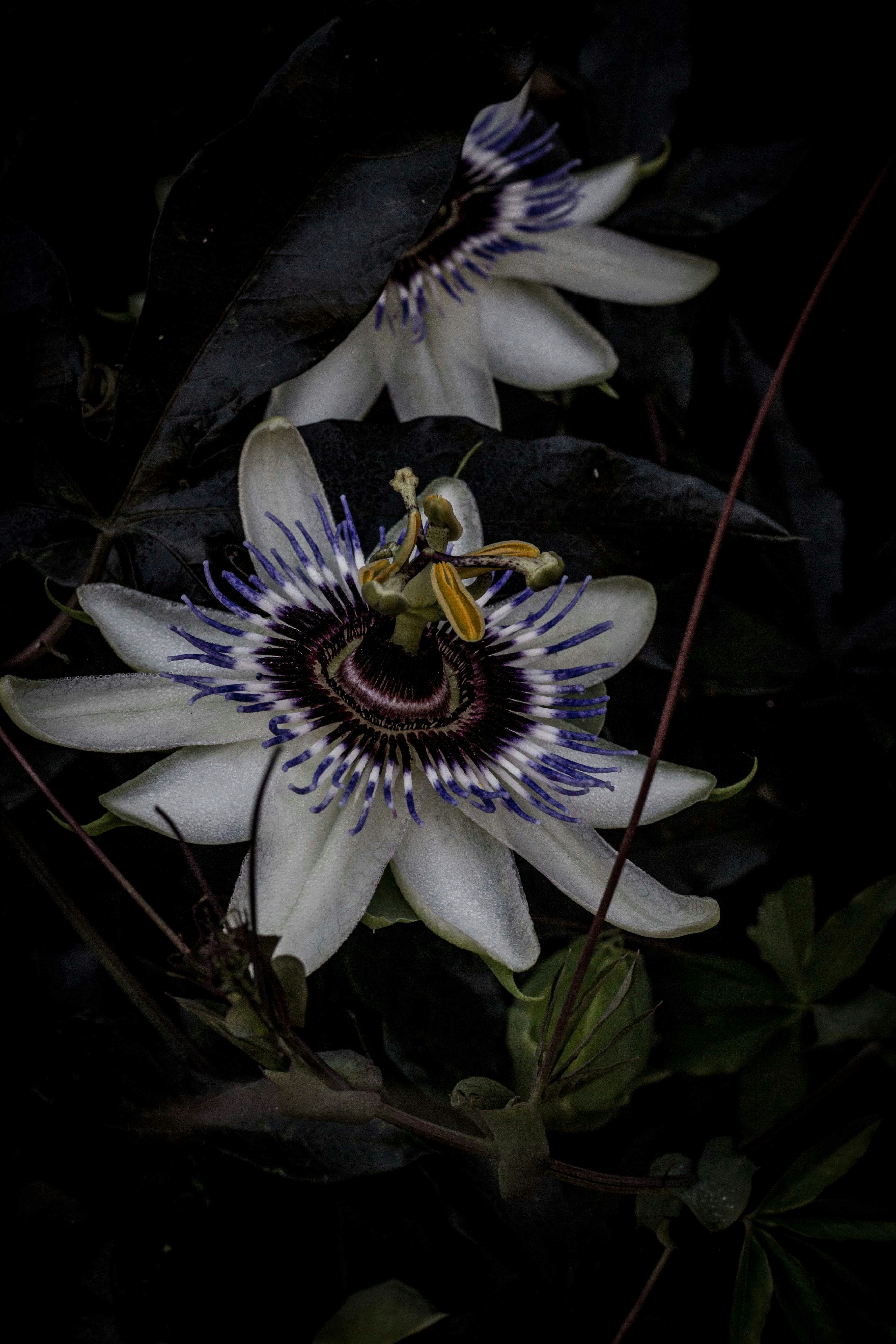 Rezel Apacionado (@rezelkealoha) | Unsplash Photo Community