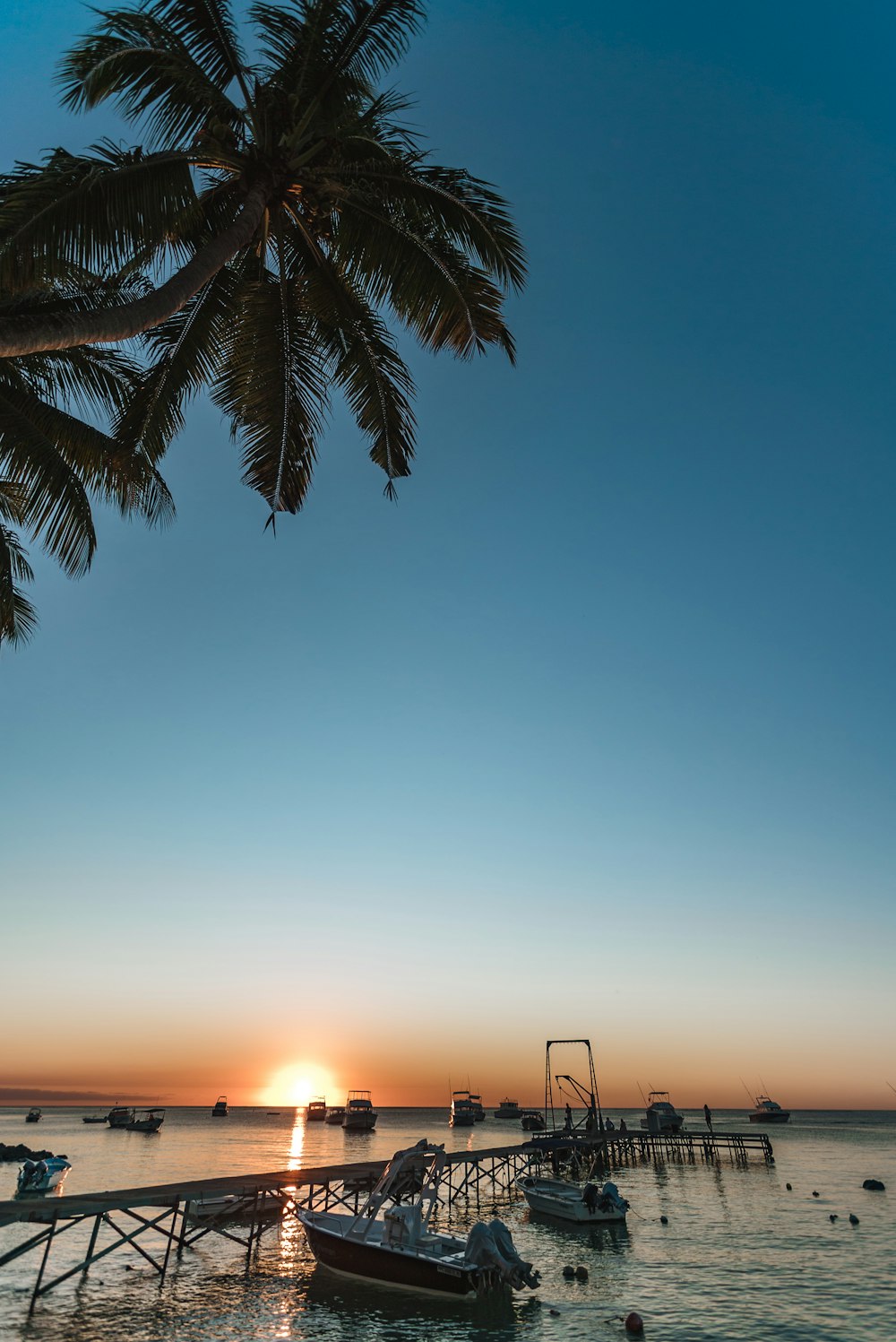 coconut tree near boats beside dock