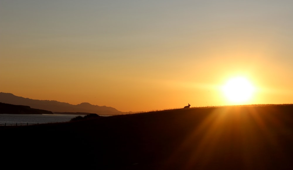 silhouette of animal running